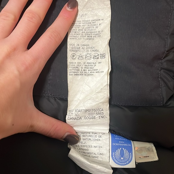 Canada goose - Picture 5 of 9